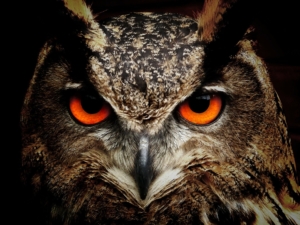 spirit energy of the owl